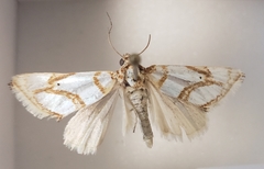 Argentostiria koebelei