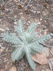 Cirsium neomexicanum