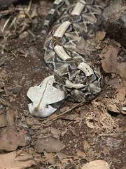 Bitis gabonica