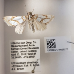 Argentostiria koebelei