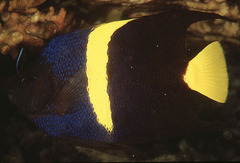 Arabian Angelfish photo 4