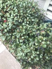 Magnoliopsida
