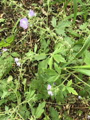 Phacelia bipinnatifida