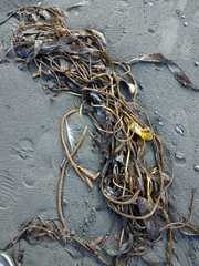 Macrocystis pyrifera