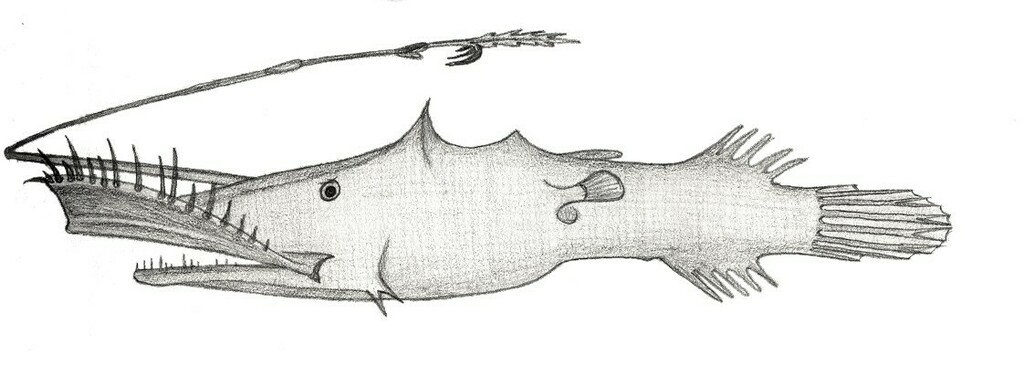 Lasiognathus saccostoma