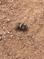 Cephenemyia