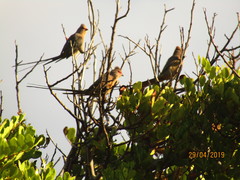 Urocolius indicus indicus