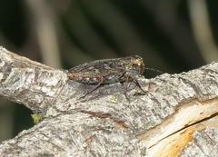 Chrysobothris femorata