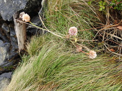 Armeria curvifolia