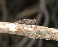 Chrysobothris femorata