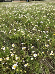 Astranthium ciliatum