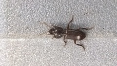 Stenomorphus