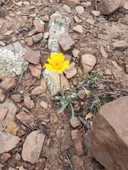 Tetraneuris argentea