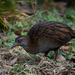 North Island Weka - Photo (c) Michael M, some rights reserved (CC BY-NC), uploaded by Michael M