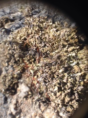 Cladonia strepsilis