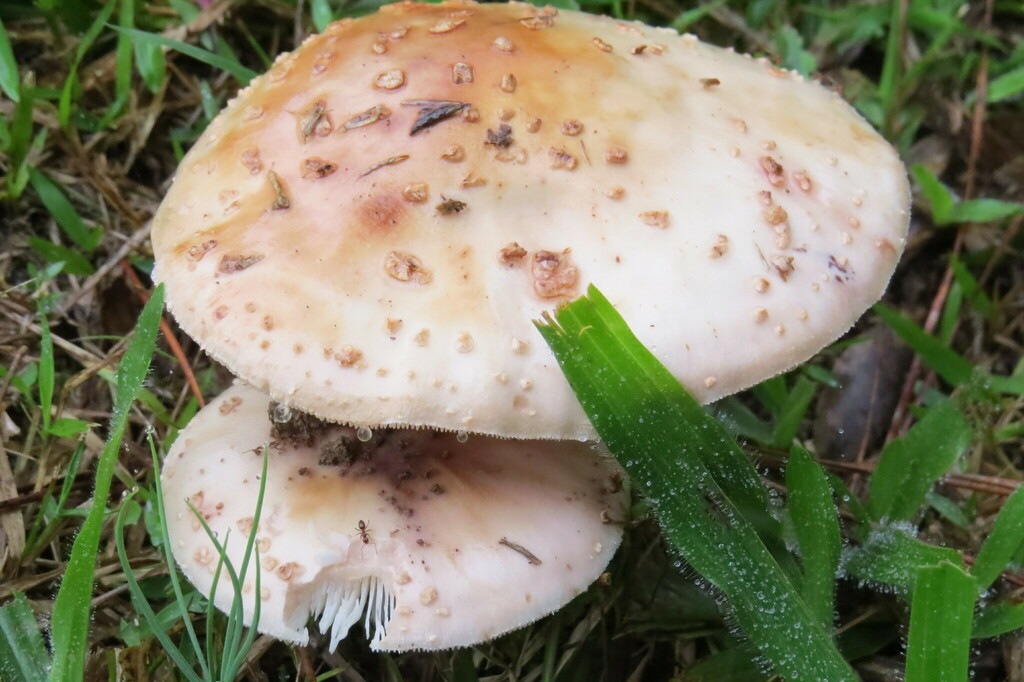 Amanita rubescens · April 2024 · photo: © jonathan_ehlert (iNaturalist, cc-by-nc)