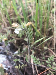 Phacelia malvifolia