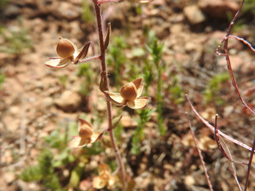 Willowleaf frostweed (Helianthemum salicifolium)