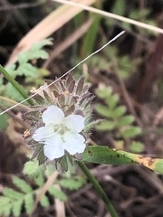 Phacelia malvifolia