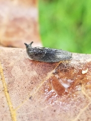 Hesperarion hemphilli