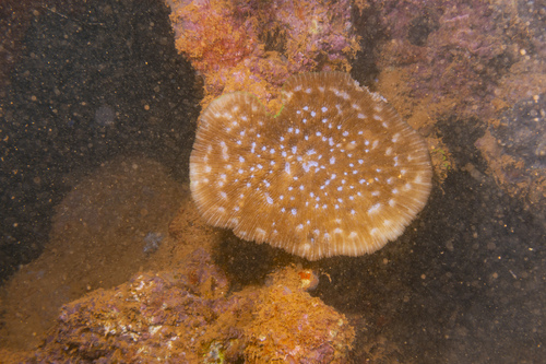 Sandalolitha robusta observed 2024-04-20