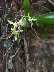 Sarcochilus parviflorus