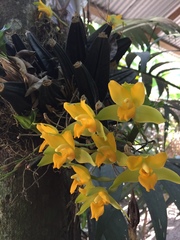 Lycaste