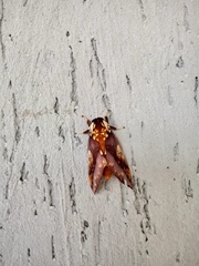 Citheronia phoronea