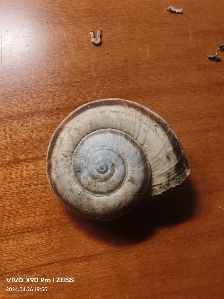 Bradybaena strictotaenia