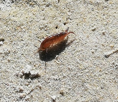 Talorchestia