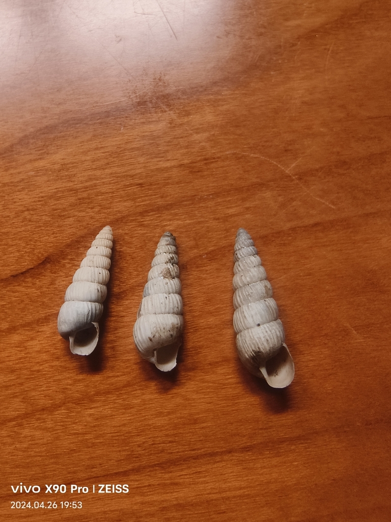 Stenogyropsis