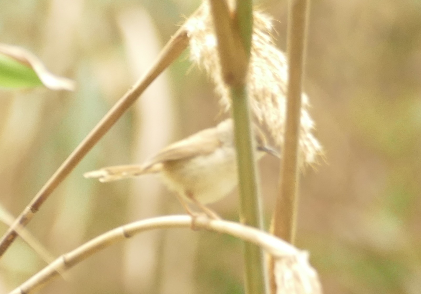 Rufescent Prinia