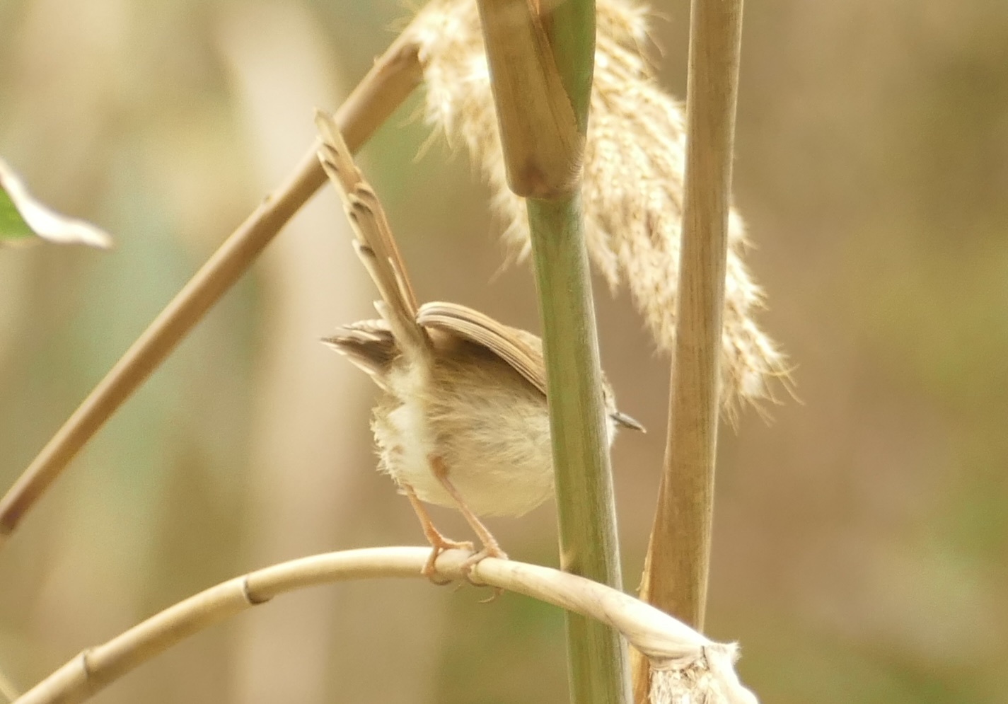 Rufescent Prinia