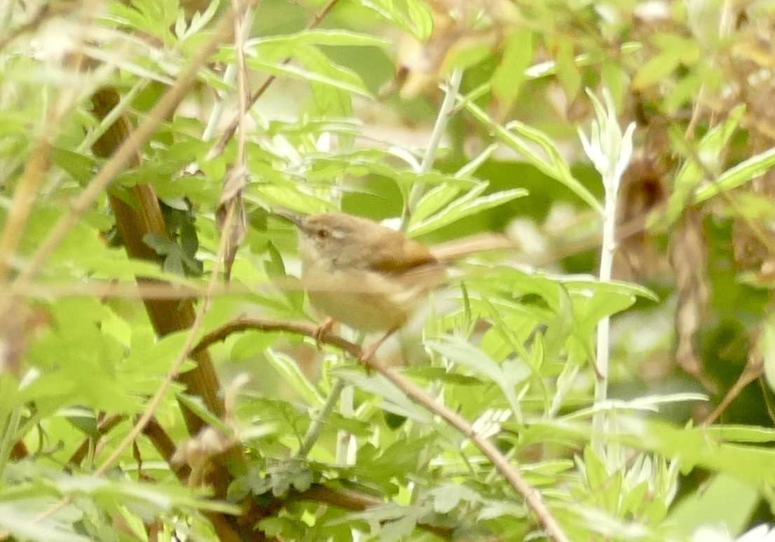 Rufescent Prinia