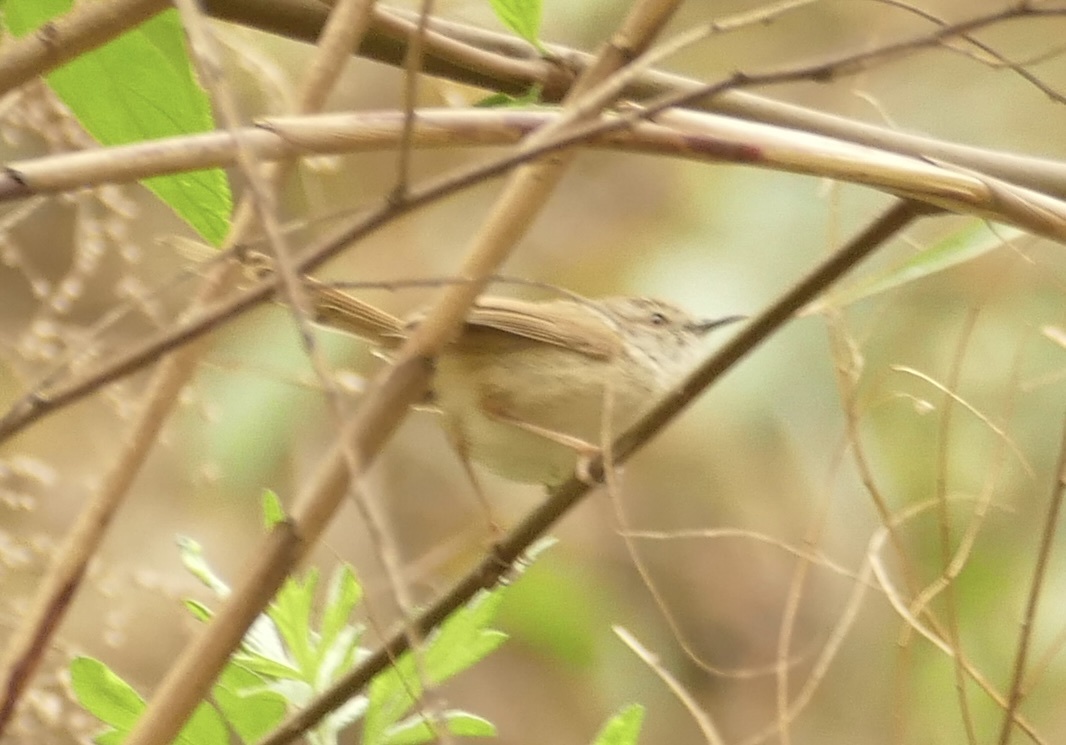 Rufescent Prinia