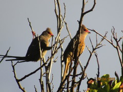 Urocolius indicus indicus