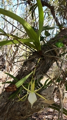 Angraecum praestans image