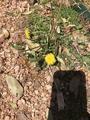 Asteraceae