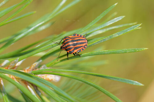 Graphosoma italicum italicum