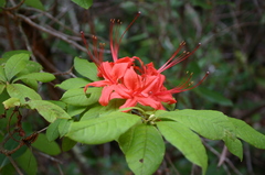Rhododendron prunifolium