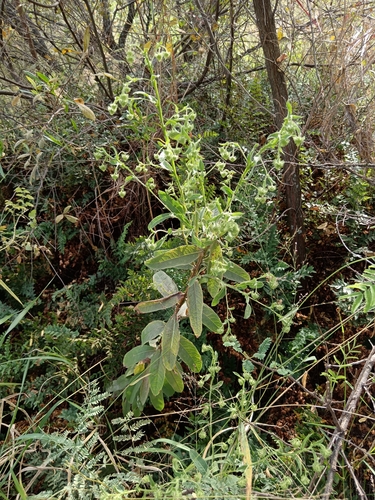 Image of Laggera crispata by (c) Hildegard Klein, some rights reserved (CC BY)