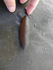 Halosaccion glandiforme