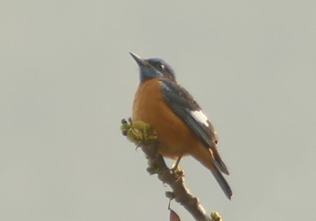 Blue-capped Rock Thrush
