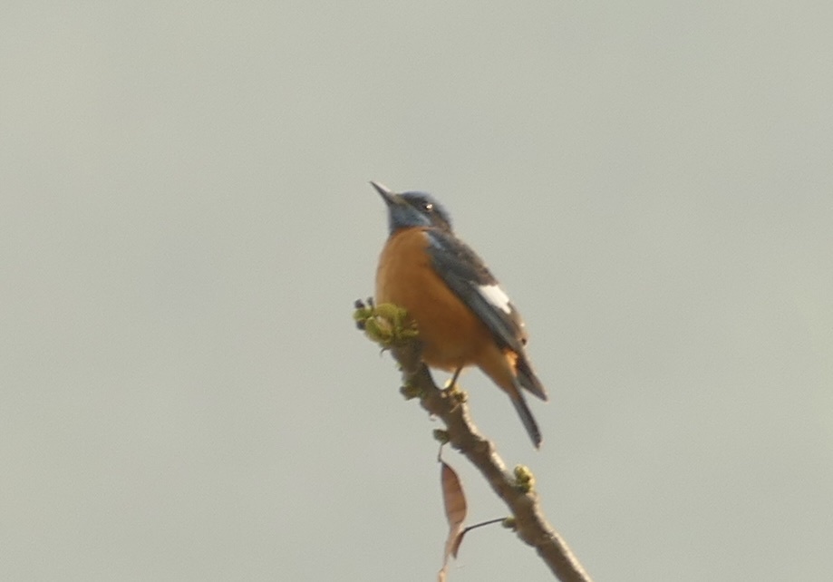 Blue-capped Rock Thrush