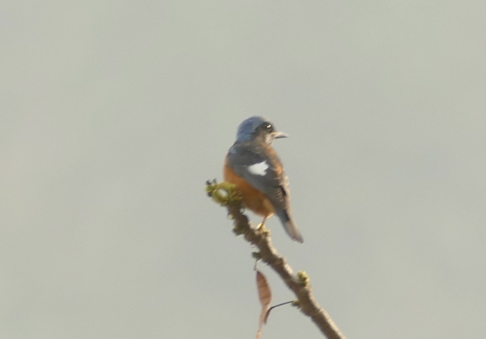 Blue-capped Rock Thrush