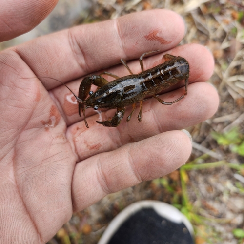 Coastal Flatwoods Crayfish