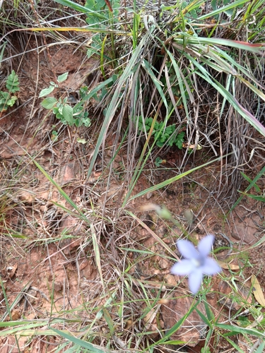 Image of Wahlenbergia undulata by (c) Hildegard Klein, some rights reserved (CC BY)