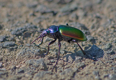 Calosoma sycophanta