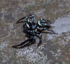 Thiania bhamoensis