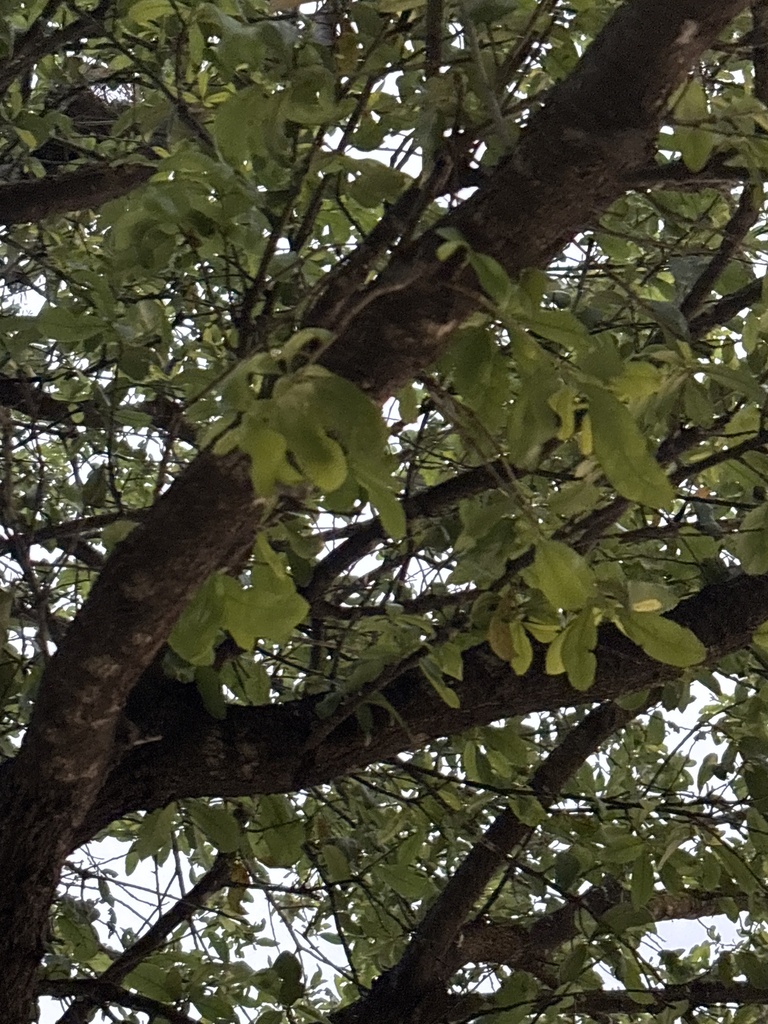 live oaks from Dale Evans Dr, Italy, TX, US on April 26, 2024 at 07:08 ...